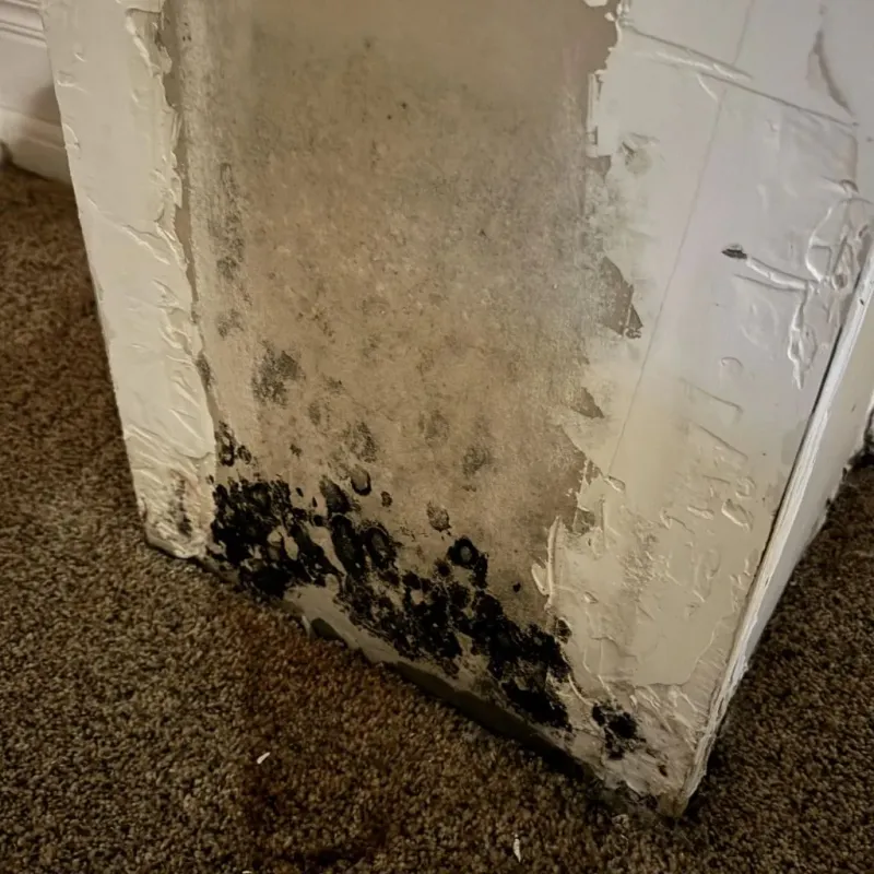 Professional Mold Removal in Marathon, WI